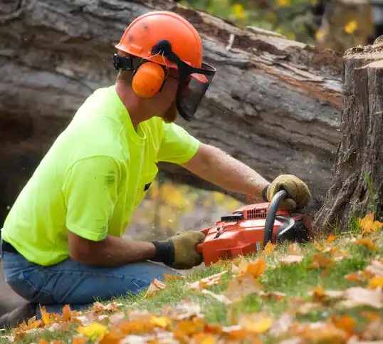 tree services Glenmora